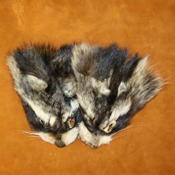 Raccoon Face (Qty 4)