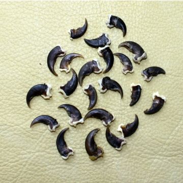 Raccoon Claws - (Qty 5)