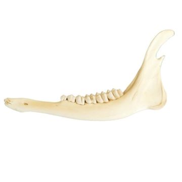 Deer Lower Jaw Bone