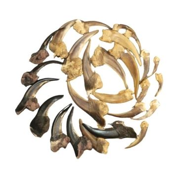 Lot of Assorted Badger Claws