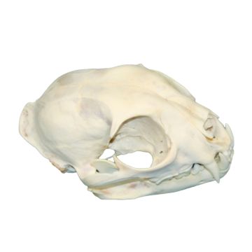 Lynx Skull