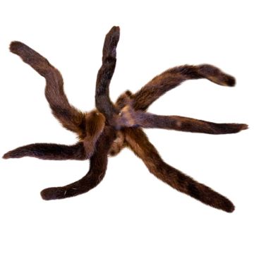 Brown Ranch Mink Tails - (qty 2)