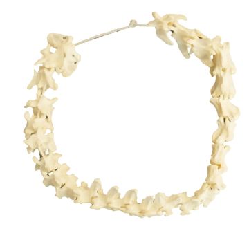 Mink Vertebrae Strand