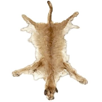 Mountain Lion/Cougar Pelt #26502