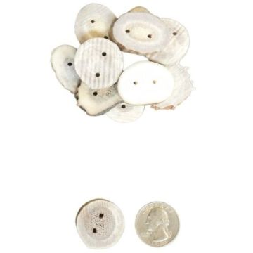 Deer Antler Button - Quarter Size (QTY 6) 
