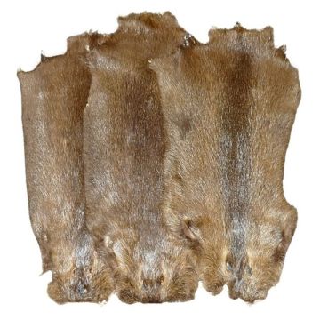Nutria Pelt