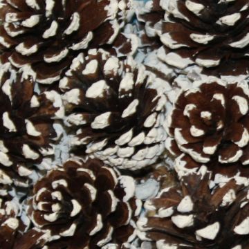 Painted Pine Cones