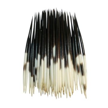 African Porcupine Quills 5" - 6" (QTY 10)