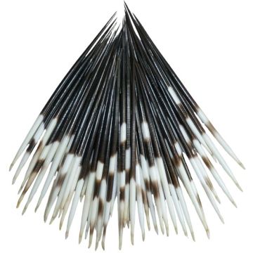 African Porcupine Quills 7" (QTY 10)