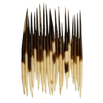 African Porcupine Quills 3"-5" (QTY 20)