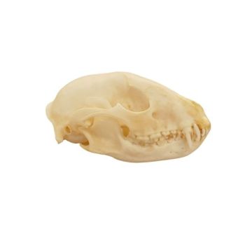 Raccoon Skull