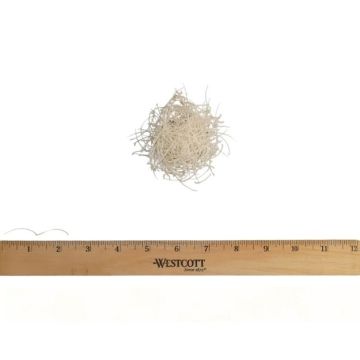 Rattlesnake Rib Bones (QTY 25)