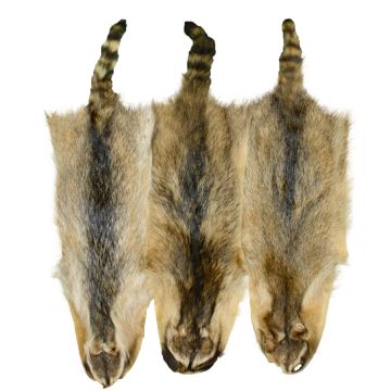 Raccoon Pelt - Dyed Tanuki
