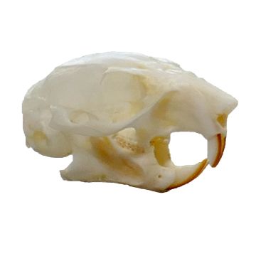 Red Squirrel Skull