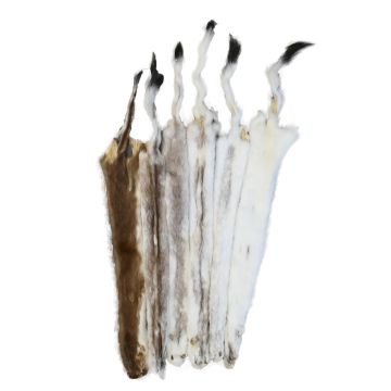 Ermine Weasel Pelt - Brown Phase