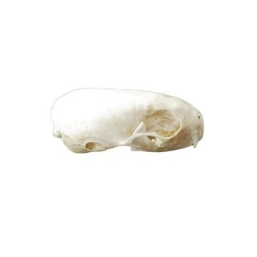 Ermine Skull