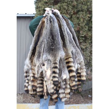 Premium Label Raccoon Pelt - North Central