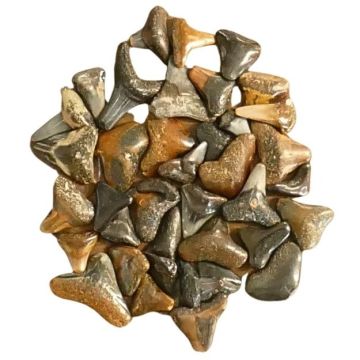 Lot of Assorted Shark Teeth