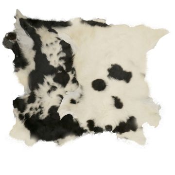 Long-Hair Tuscan Lamb - Holstein 