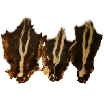 Skunk Pelt - No Tail