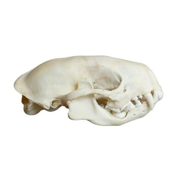 Skunk Skull