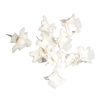 Rattlesnake Vertebrae (QTY 10)