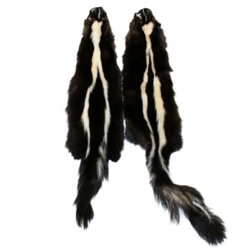 Skunk Pelt - Wide Stripe