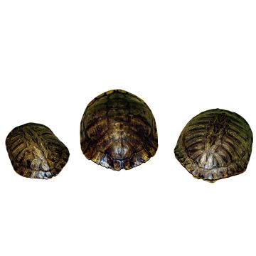 Red Ear Turtle Shell