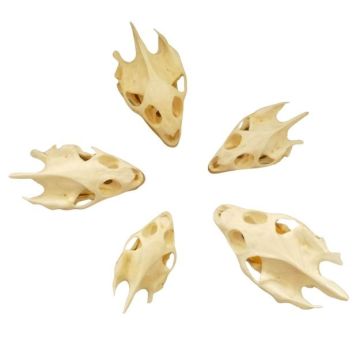Turtle Skull with Bottom Jaw