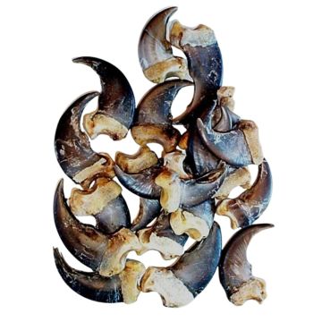Black Bear Claws - Set Of 20