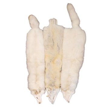Premium Label Saga Pastel Blue Fox Pelt- Unique Colorings