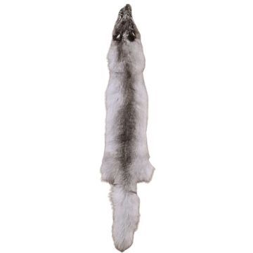 Wild Blue Fox Pelt 