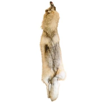 Wolf Pelt #05155