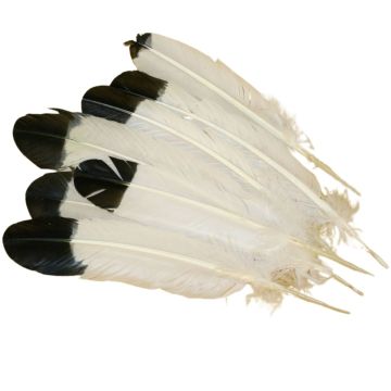 Black And White Turkey Feathers - (Qty 10)