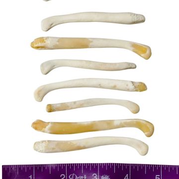 Otter Oosik Bone