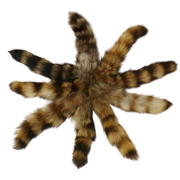 Raccoon Tail