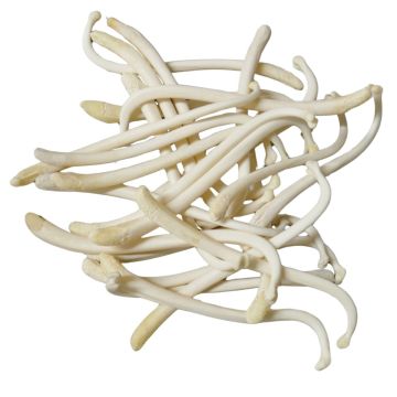 Raccoon Oosik Bone