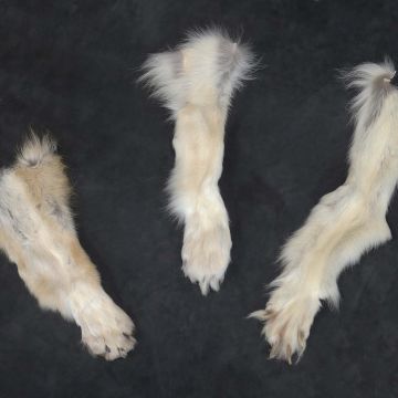 Rear Wolf Paw with Claws