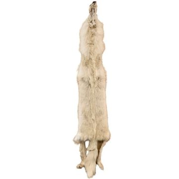 Wolf Pelt #36026