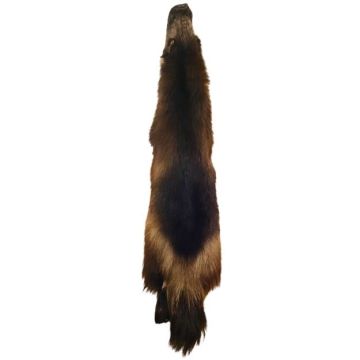 Wolverine Pelt #15075