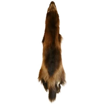Wolverine Pelt #23065
