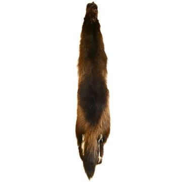 Wolverine Pelt #42355