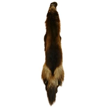 Wolverine Pelt #85025