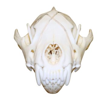 Wolverine Skull