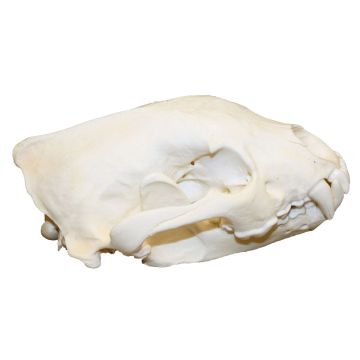 Wolverine Skull