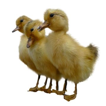 Taxidermy Duckling - Yellow
