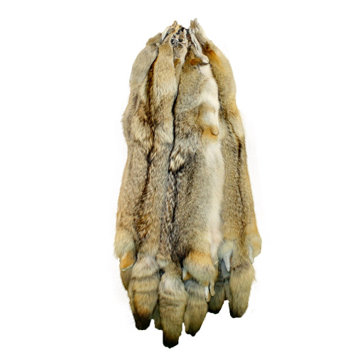 57" AuSable Brand Professionally Tanned Coyote Pelt with Tail & Feet 
