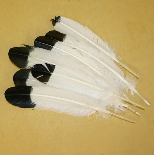 Black And White Turkey Feathers - (Qty 10)