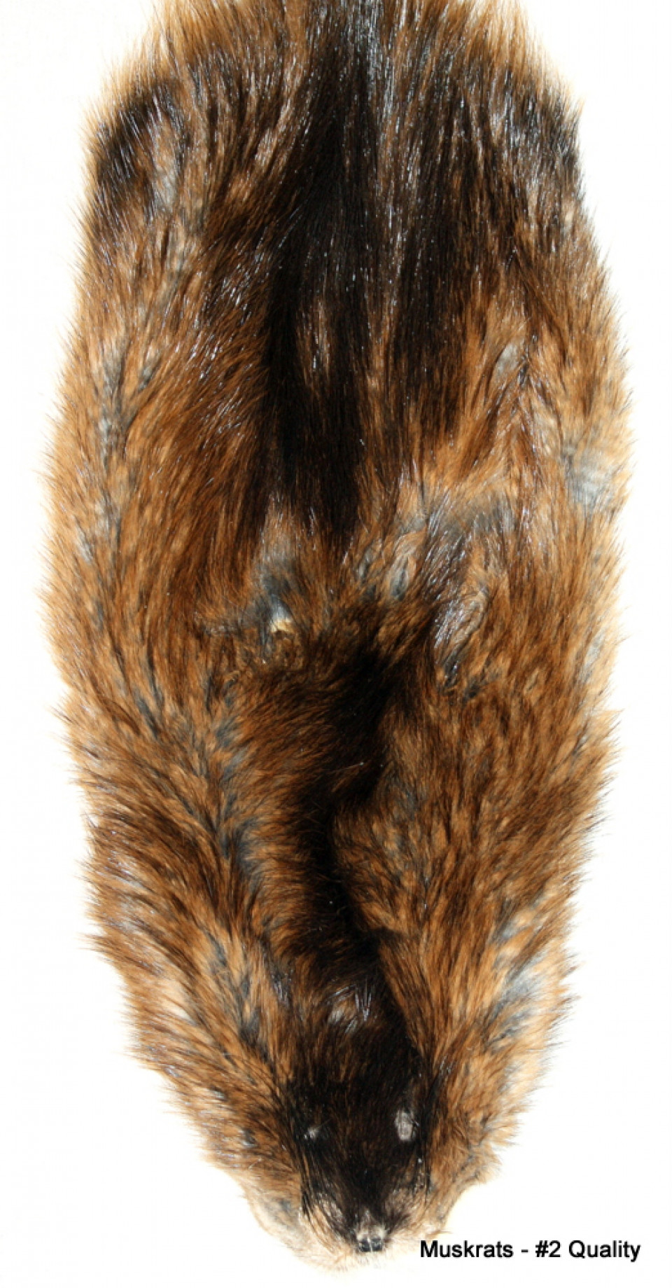 3 Pelts AuSable Brand Professionally Tanned Muskrat Fur 12" 