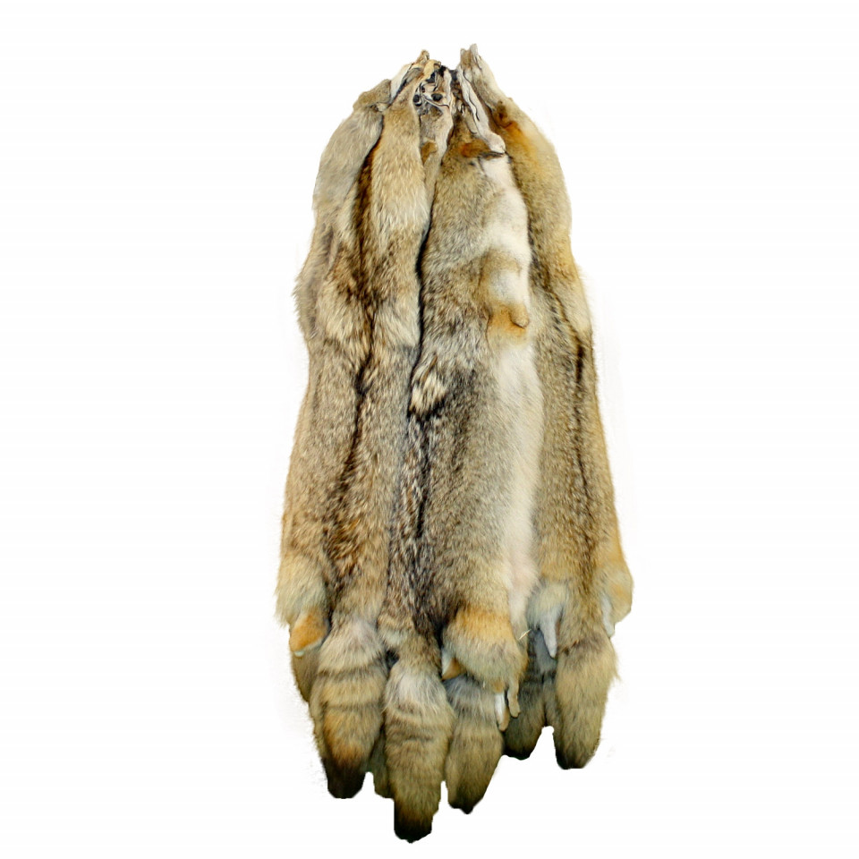Tanned Heavy  Red Western Coyote Hides 50 to 55" Purple Id Tag 